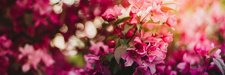 PinkuNoYumi's profile banner image