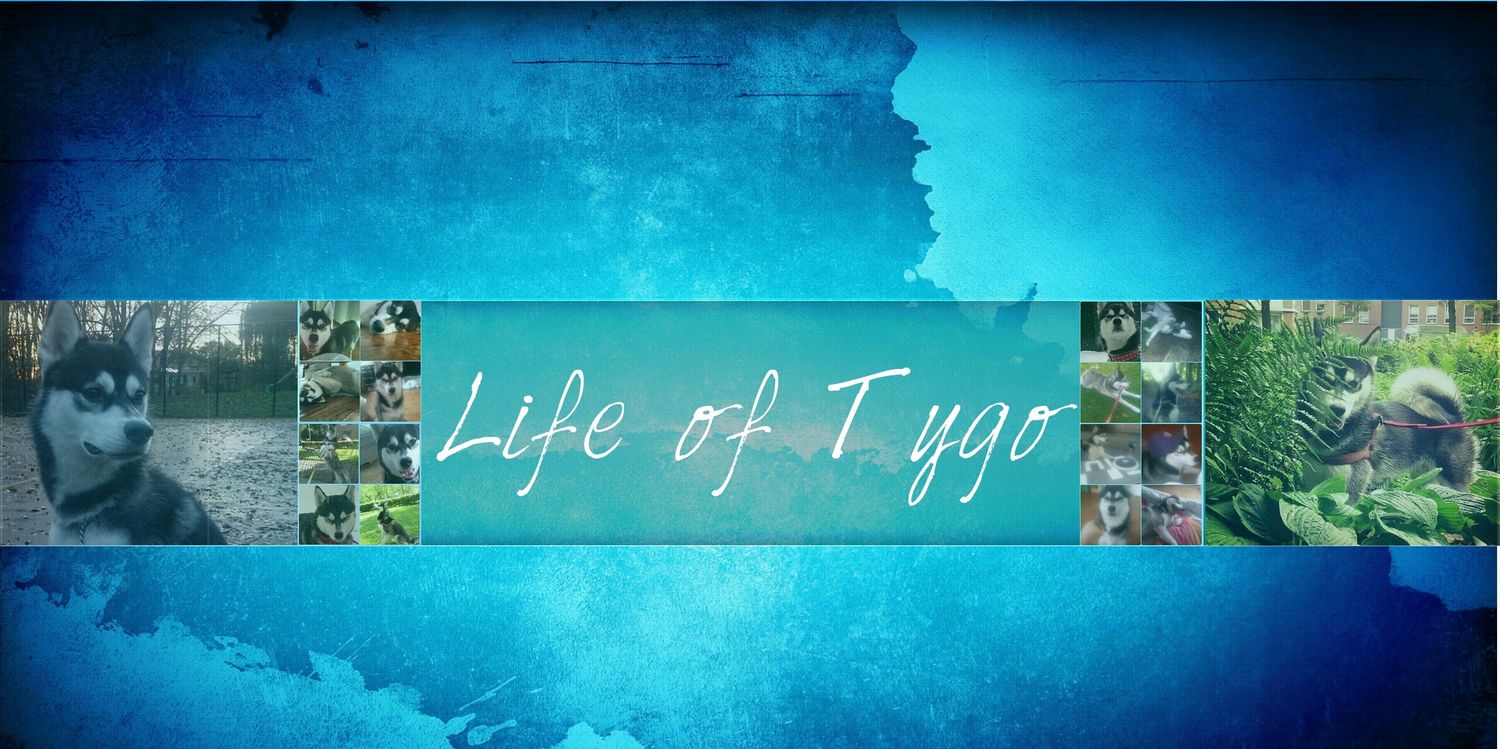 Life_of_Tygo's profile banner image