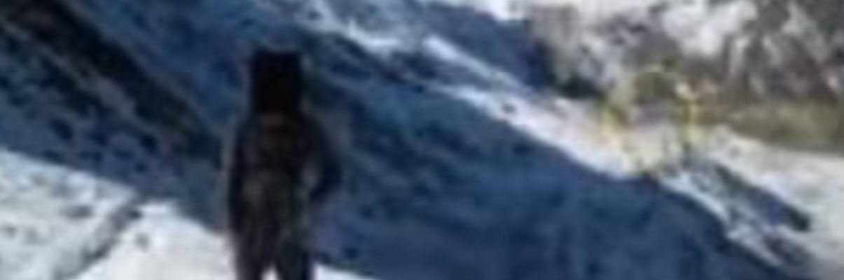 junmai joanna banner