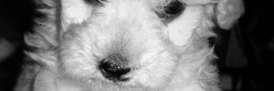 msolmiceli's profile banner image