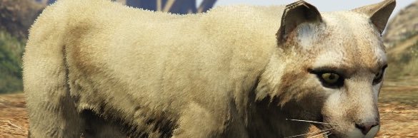 Nuzz banner