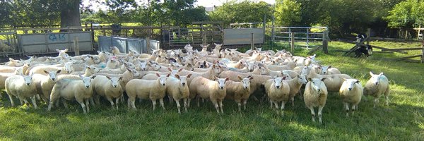 raymond_colbear Profile Banner