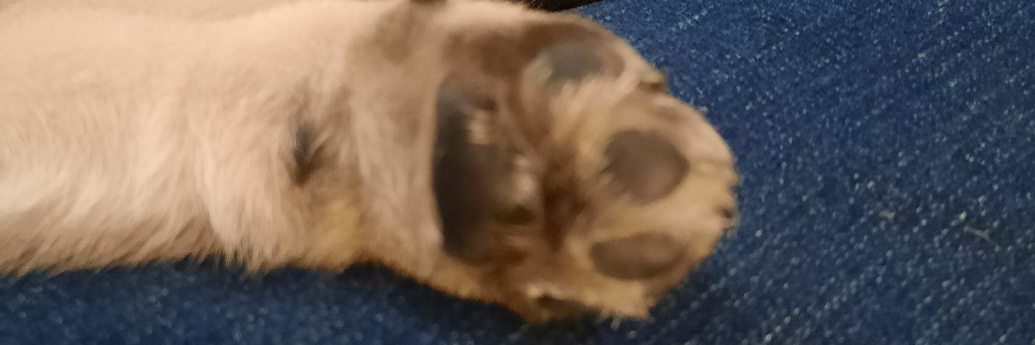 Kathy Temperino🇺🇲🇺🇦🌊 banner