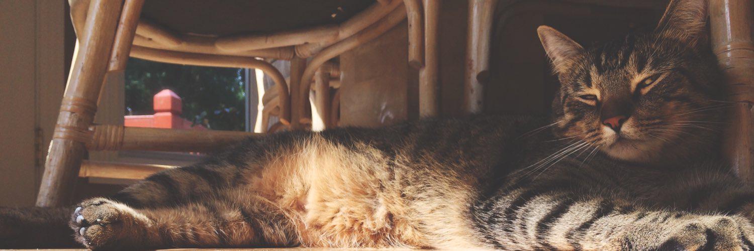 jocelynsmith's profile banner image