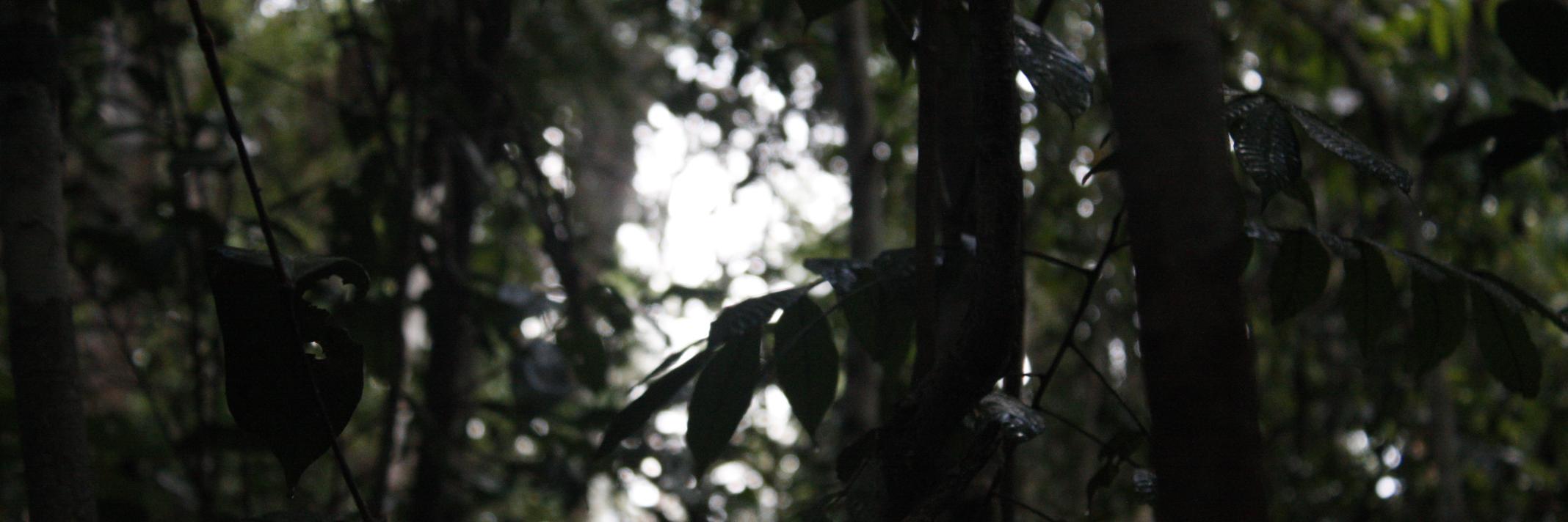 Esther Castarnado banner