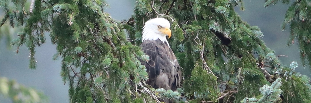 Ragnar Danneskjold 🇨🇷🇺🇸 banner