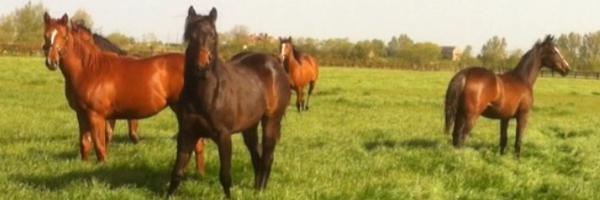 PantileStud Profile Banner