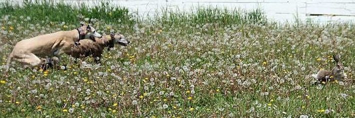 Angry Bored Housewife banner