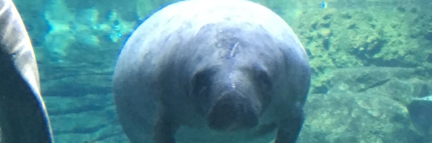 CjManatee's profile banner image