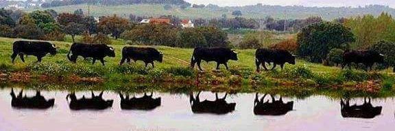 Pнιlιppe Gιl Mιr banner