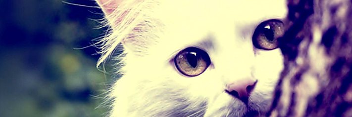 _Jennyfeer's profile banner image