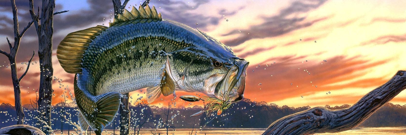 BassFishinFacts's profile banner image