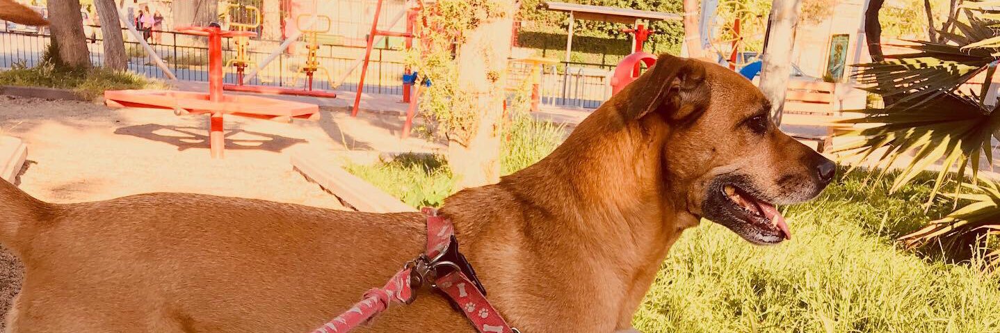 NICKOALEJAND's profile banner image