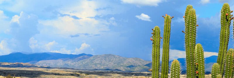 cactuscomedyfun's profile banner image