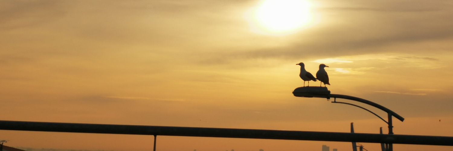 ecemiiray's profile banner image