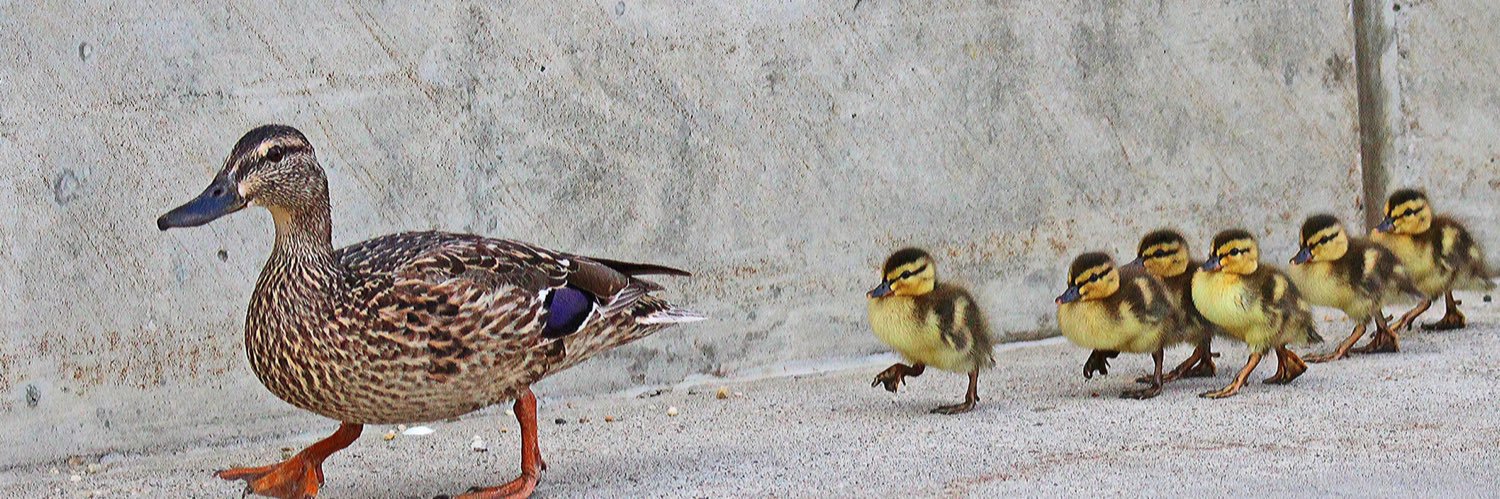 🇨🇦 Just Ducky 🇨🇦 banner