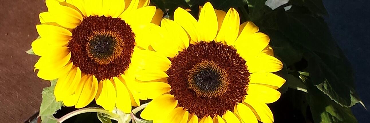 tammytuschhoff's profile banner image