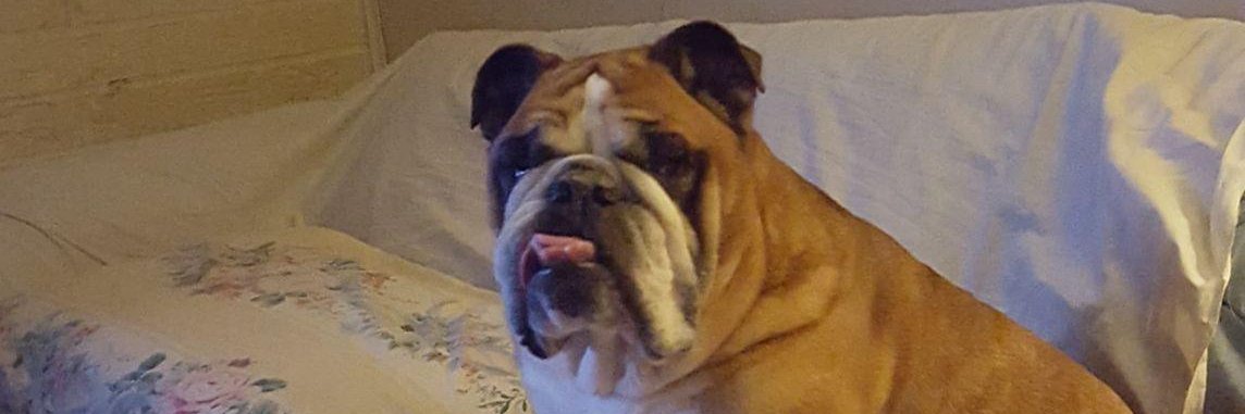 Frank I Stand With Ukraine banner