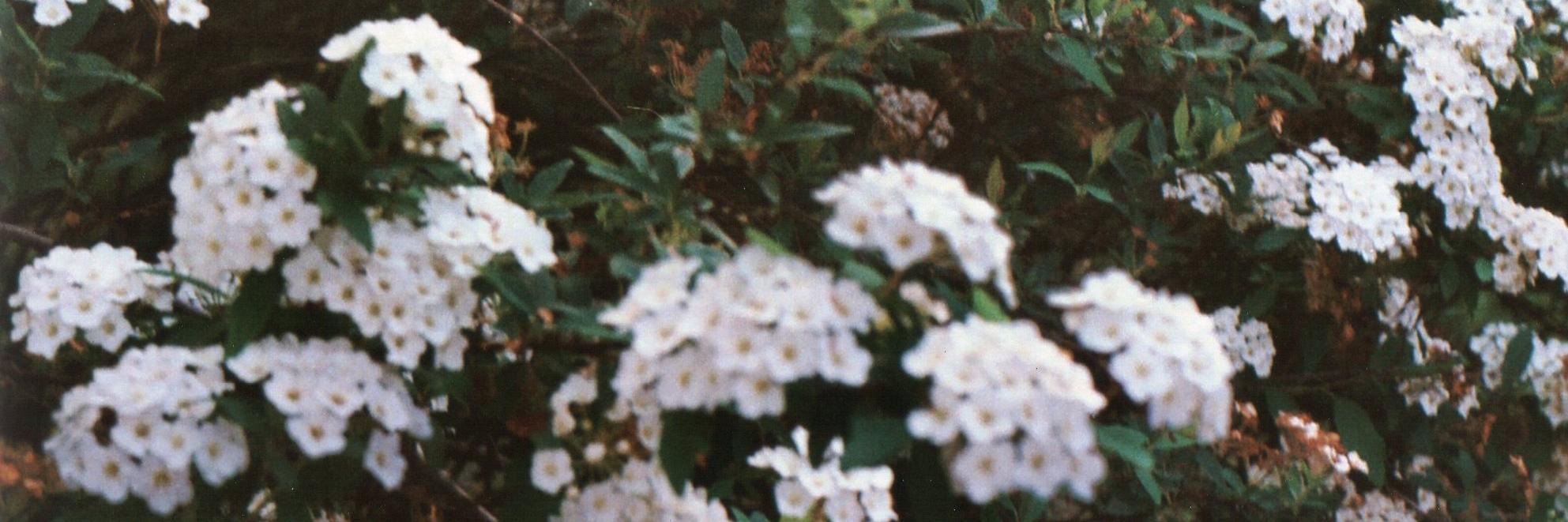 Luuliochoa's profile banner image