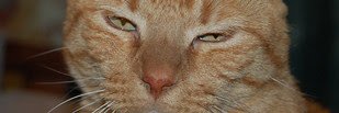 SonMauri's profile banner image