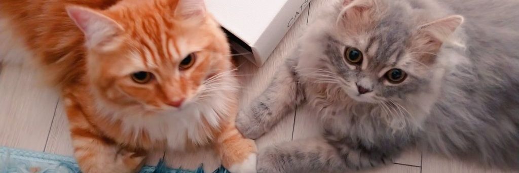 ぶんげん。 banner