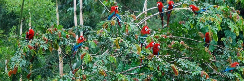 John J. Jamison banner