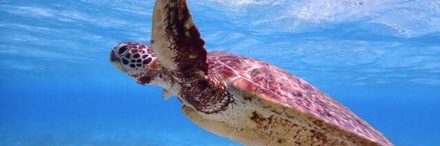 🐢かめ🐢 banner