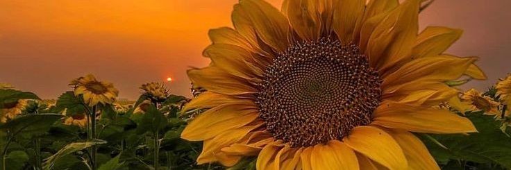 LittleWing_93's profile banner image