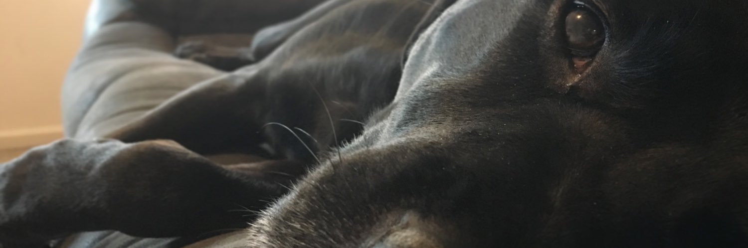 dancaid's profile banner image
