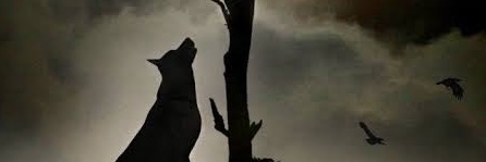elyviana's profile banner image
