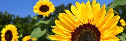 queen_611's profile banner image