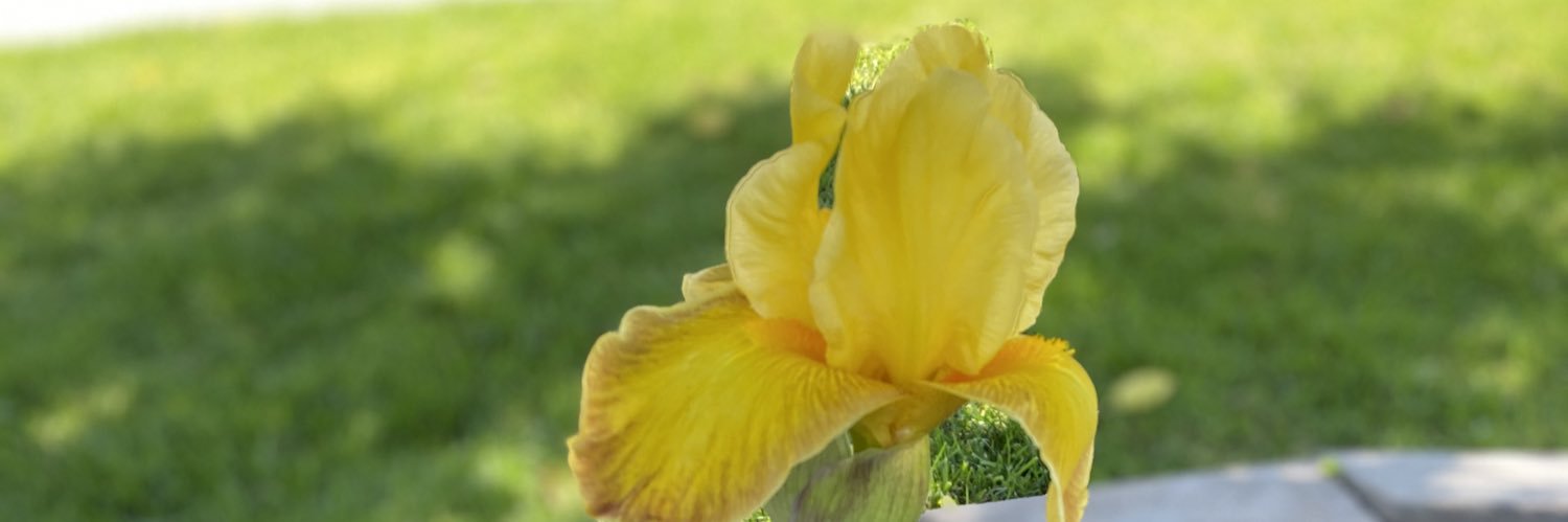 lorigatto's profile banner image