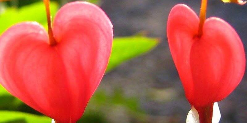 TashaForget's profile banner image