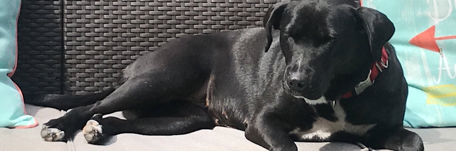 Nancy Cremins banner