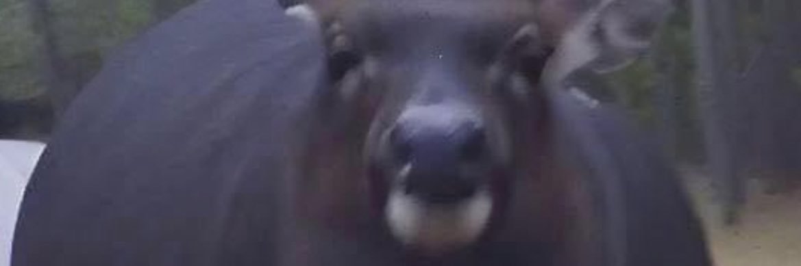 jus followin’ the Dopamine banner