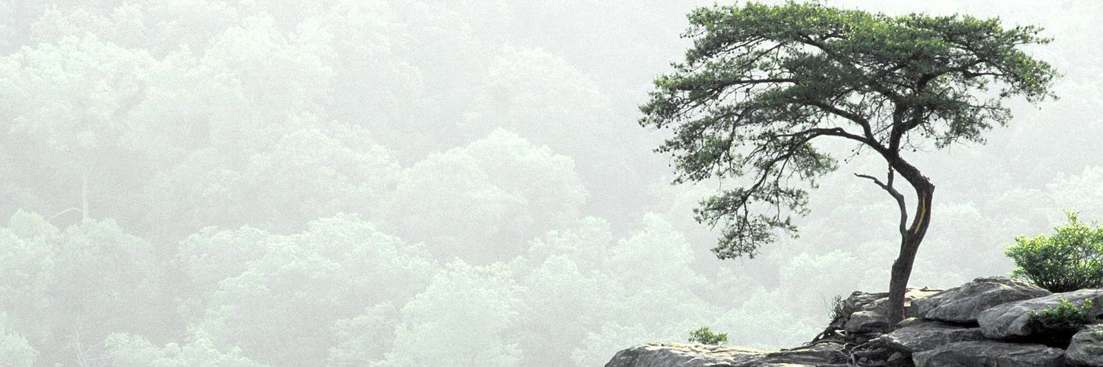 rahmicelik's profile banner image