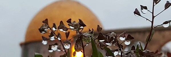 obhoja's profile banner image