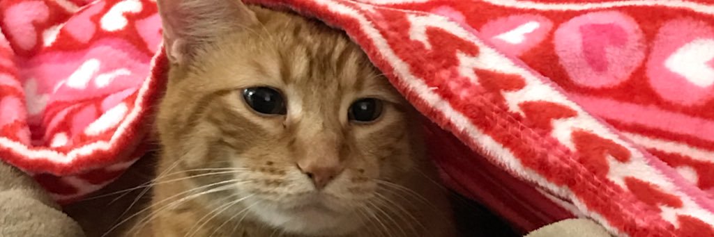 Gold, Platinum, Silver, Miners, XRP banner