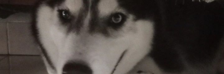 auahlaper's profile banner image