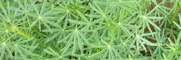 _mattdenton_ Profile Banner