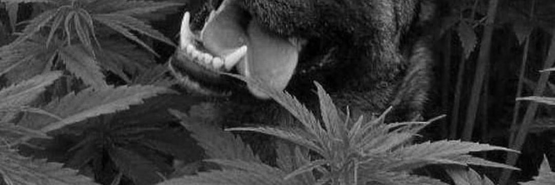 Lbllank's profile banner image