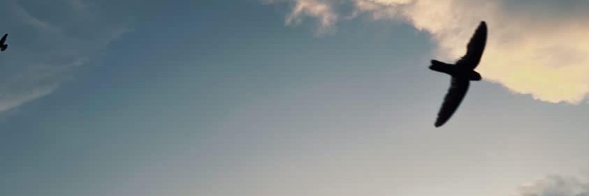 𝖊𝖑𝖍𝖆𝖖 banner