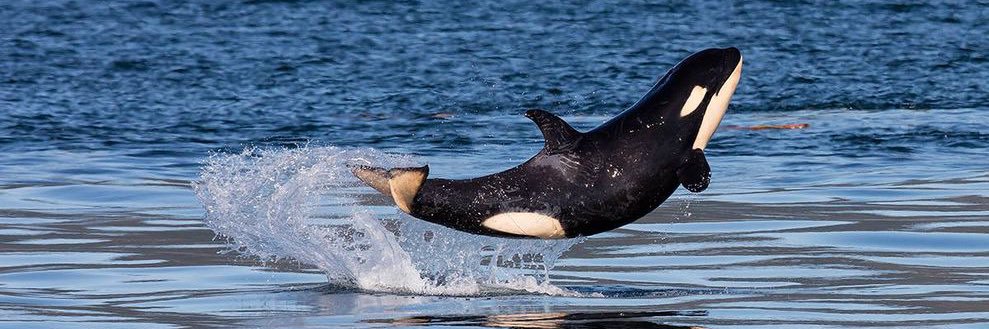 Christine L. 🐋 banner