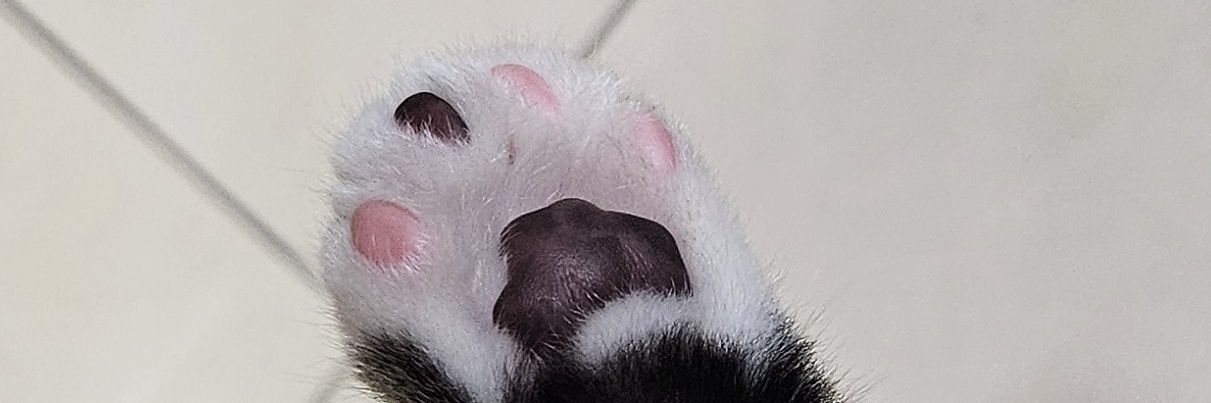 sglwl's profile banner image