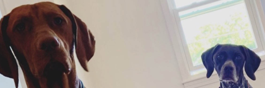 ryno_rabbit's profile banner image