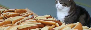 coquitowo's profile banner image