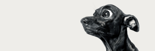 WackyNoodler's profile banner image