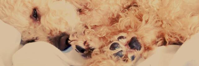 _s banner