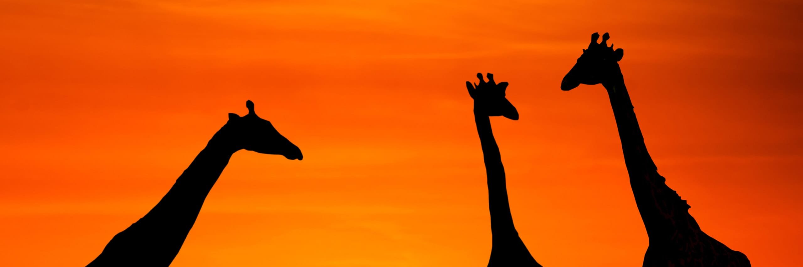 johanisaavedra's profile banner image