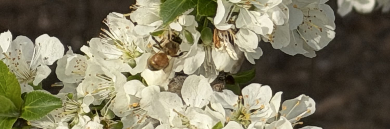 khammerstrom's profile banner image
